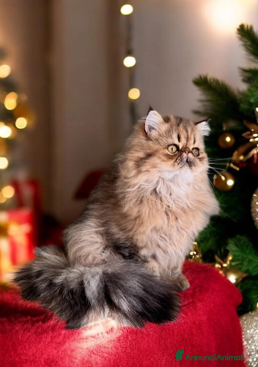 Persiano gatti per accoppiamento: Gatta persiana golden shade per accoppiamento  - Annuncio 5