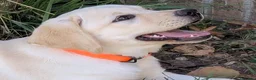 Labrador cani in vendita: Cucciole Labrador miele a Provincia di Ancona - Annuncio 4