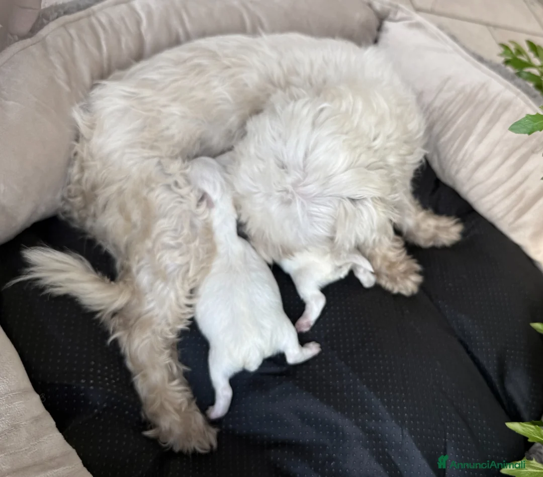 Maltese cani in vendita: Maltese Disponibile trequartidiluna - Annuncio 5