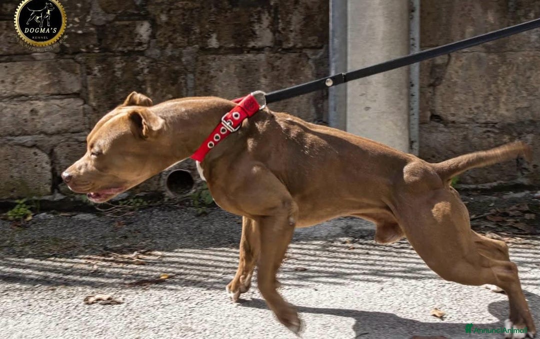 Pitbull cani in vendita: Cuccioli di American Pit Bull Terrier  - Annuncio 4