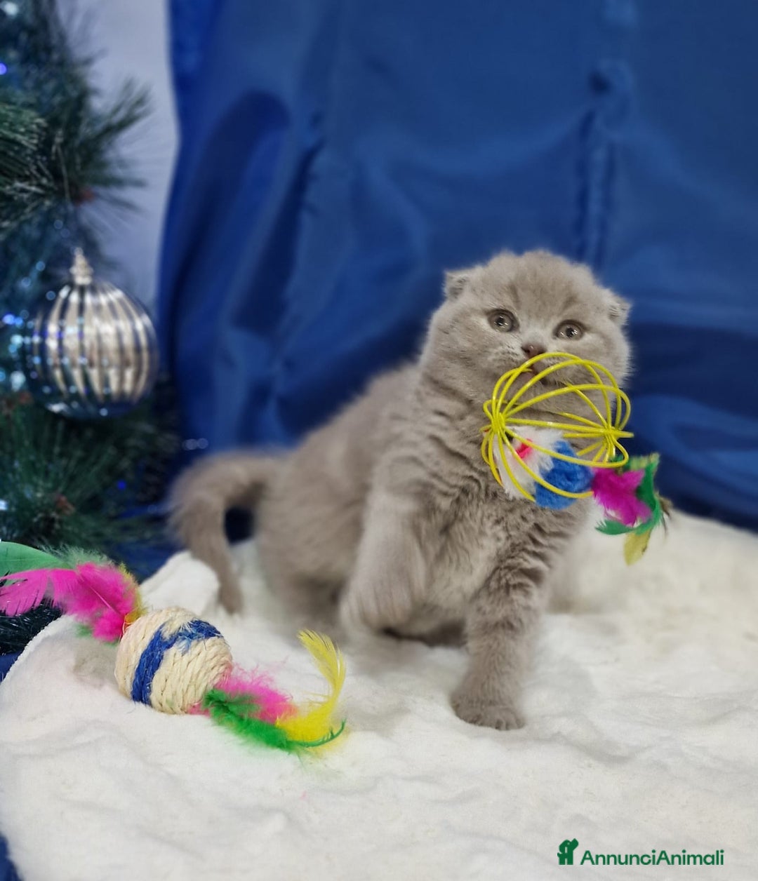 Scottish gatti in vendita: Scottish fold e straight  - Annuncio 8