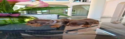Bassotto cani in vendita: Bassotti/e strabelli a Provincia di Pavia - Annuncio 13