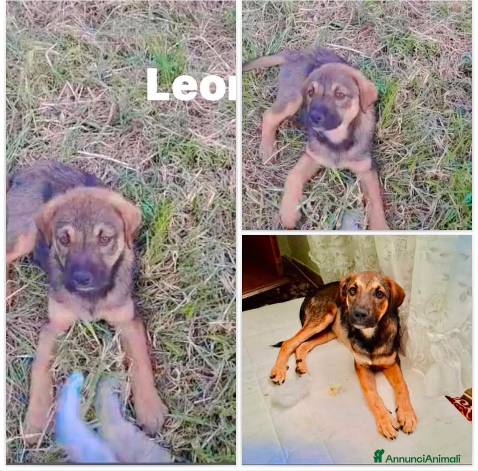 Meticcio cani Leon bellissimo cucciolo lupetto - Annuncio 1