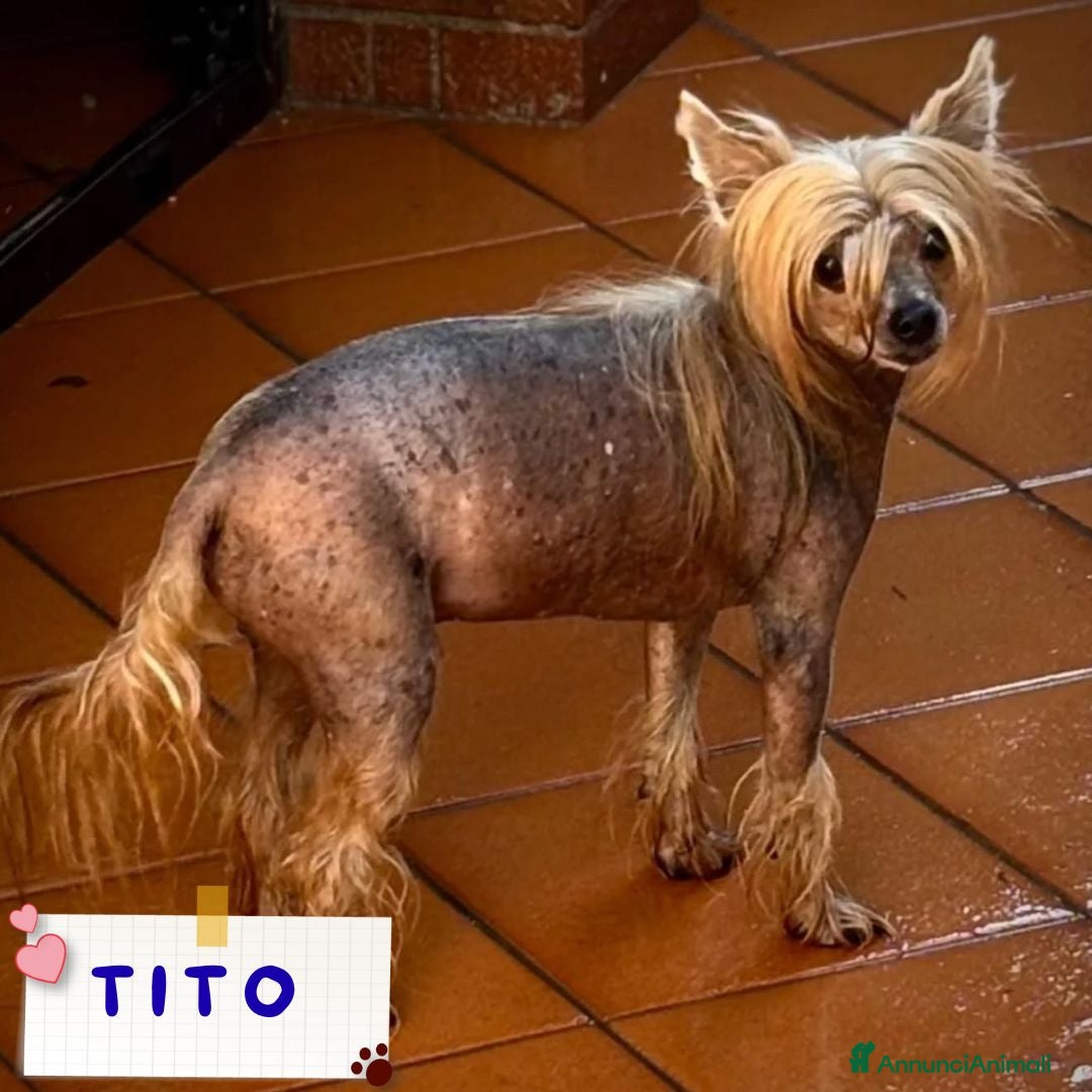 Altre razze cani Tito chinese crested dog in adozione a Latina - Annuncio 16
