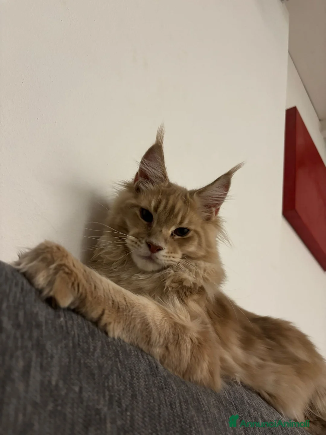 Maine Coon gatti per accoppiamento: Maine Coon Maschio Red Tabby per Accoppiamento - Annuncio 2