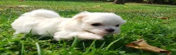 Maltese cani in vendita: Prenotazione cuccioli di Maltese - Ottobre 2026 - Annuncio 6