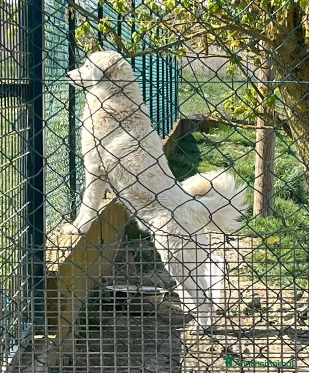 Pastore Abbruzzese Maremmano cani in regalo: JERRY giovane con tanta voglia di coccole - Annuncio 6