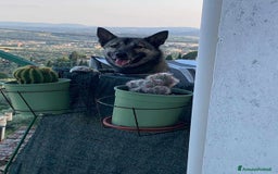 Husky cani in regalo: LUPO, piccolo mix HUSKY cerca famiglia. a Città Metropolitana di Firenze - Immagine 4
