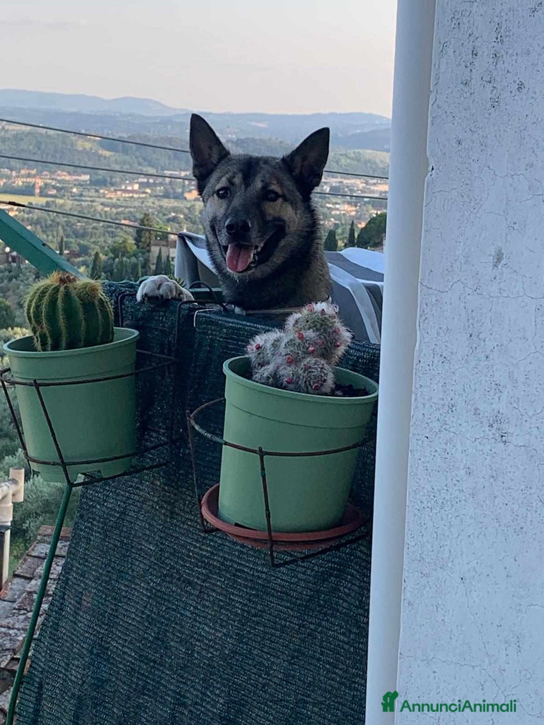 Husky cani in regalo: LUPO, piccolo mix HUSKY cerca famiglia. a Città Metropolitana di Firenze - Immagine 4