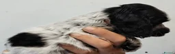 Cocker cani in vendita: Cuccioli Cocker spaniel inglese Blu roano  - Annuncio 7