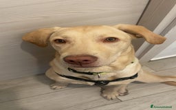 Labrador cani in regalo: Splendido Labrador - THOR a Città metropolitana di Milano - Immagine 1