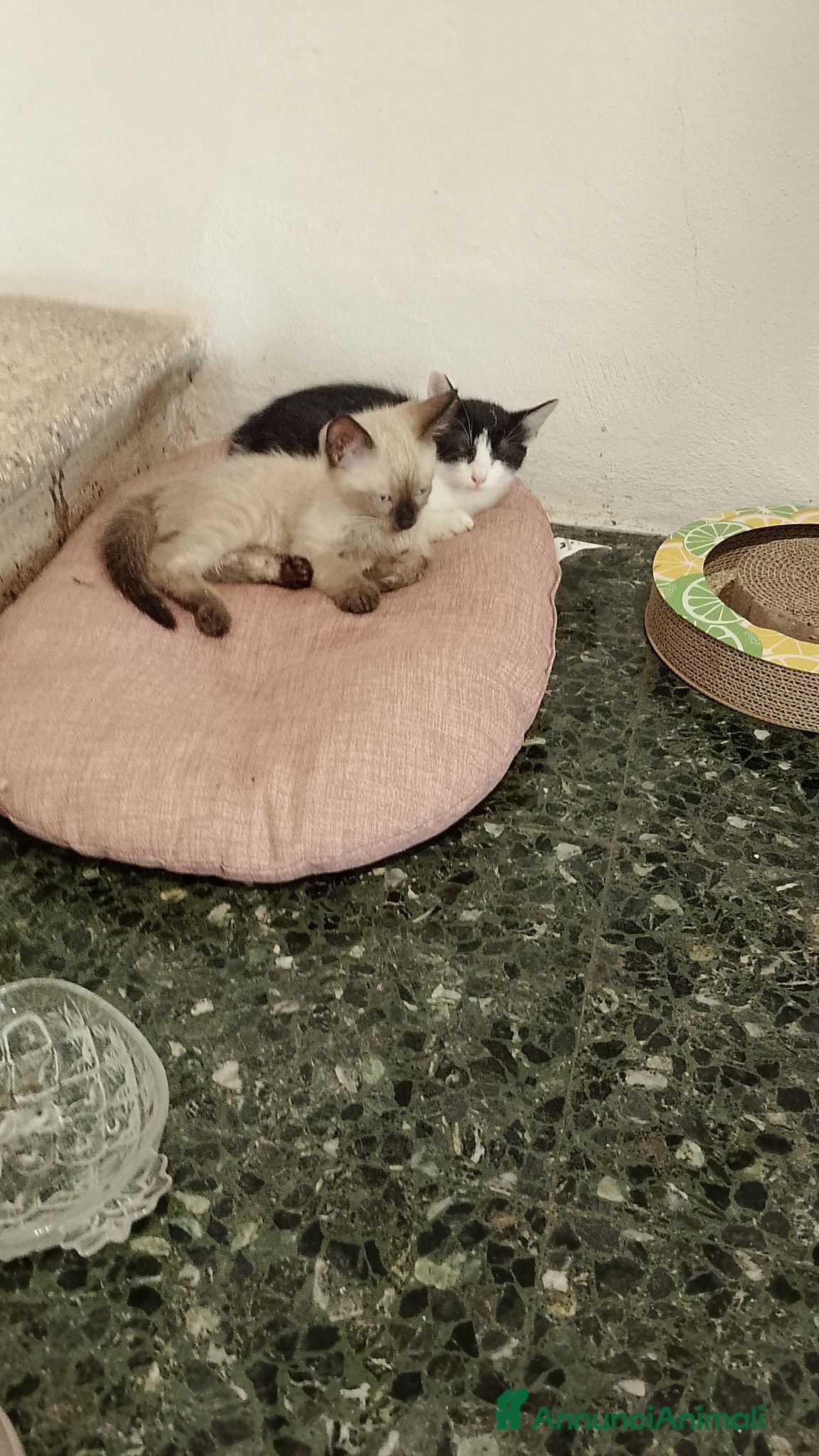 Siamese gatti Gattini in vendita - Annuncio 1