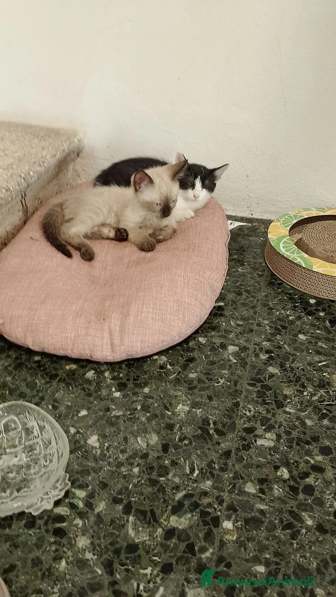 Siamese gatti in vendita: Gattini in vendita - Annuncio 1
