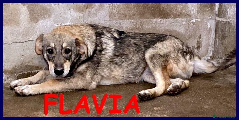 Meticcio cani FLAVIA una timidina tg mediopicc. - Annuncio 2