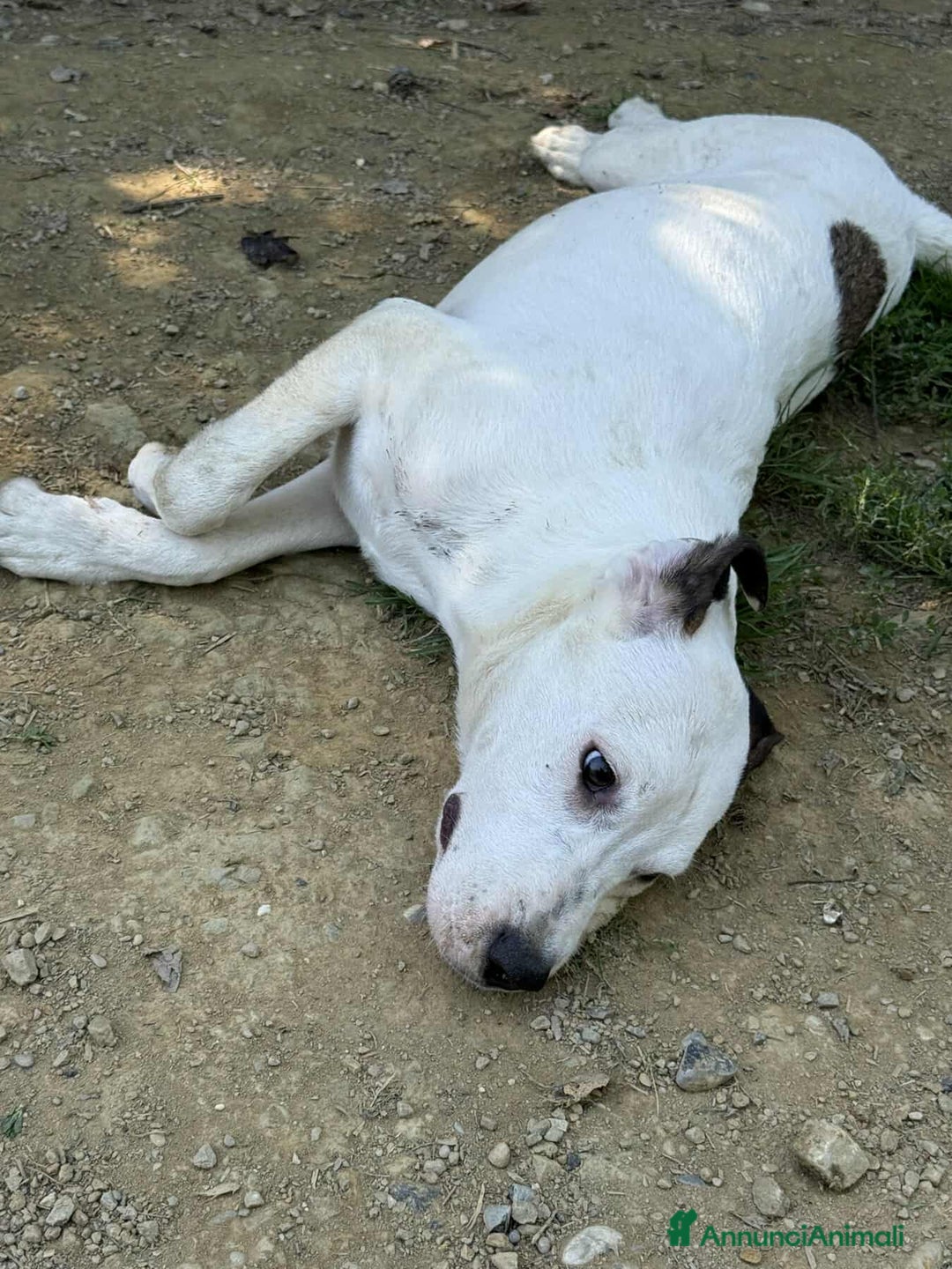 Dogo Argentino cani in regalo: BORIA & BALINA, cucciole mix DOGO ARGENTINO!  - Annuncio 2