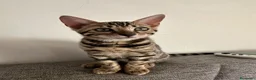 Bengala gatti in vendita: Gattina Bengala senza Pedigree - Annuncio 3