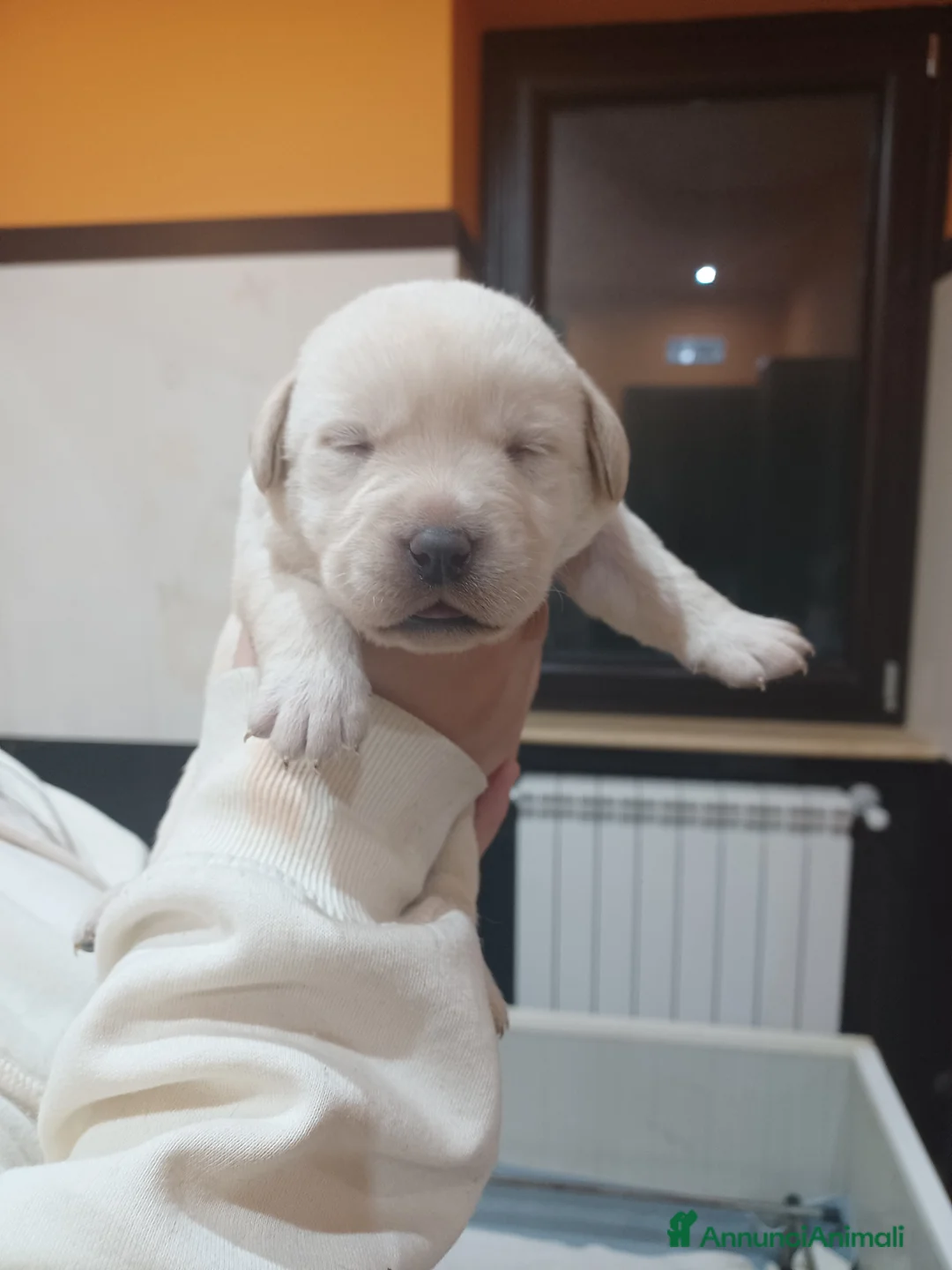 Labrador cani in vendita: Labrador miele con pedigree  a Provincia di Frosinone - Annuncio 1