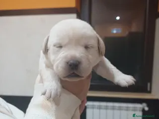 Labrador cani Labrador miele con pedigree a Provincia di Frosinone - Annuncio 1