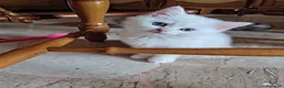 British gatti in vendita: Cuccioli black silver  a Provincia di Padova - Annuncio 3