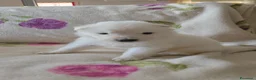 Pastore Svizzero cani in vendita: Cuccioli pastore svizzero bianco - Annuncio 7