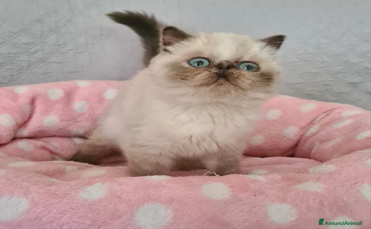 Exotic Shorthair gatti a Provincia del Verbano-Cusio-Ossola - Annuncio 1