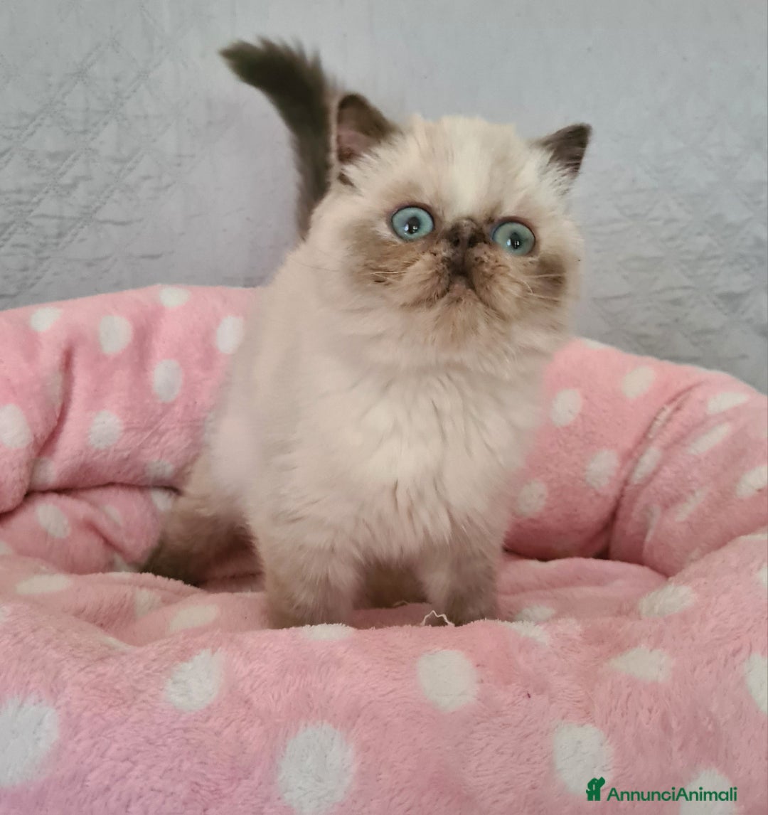 Exotic Shorthair gatti in vendita: Cucciola Exotic Shorthair  a Provincia del Verbano-Cusio-Ossola - Immagine 1