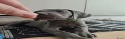 Weimaraner cani in vendita: Weimaraner  - Annuncio 5