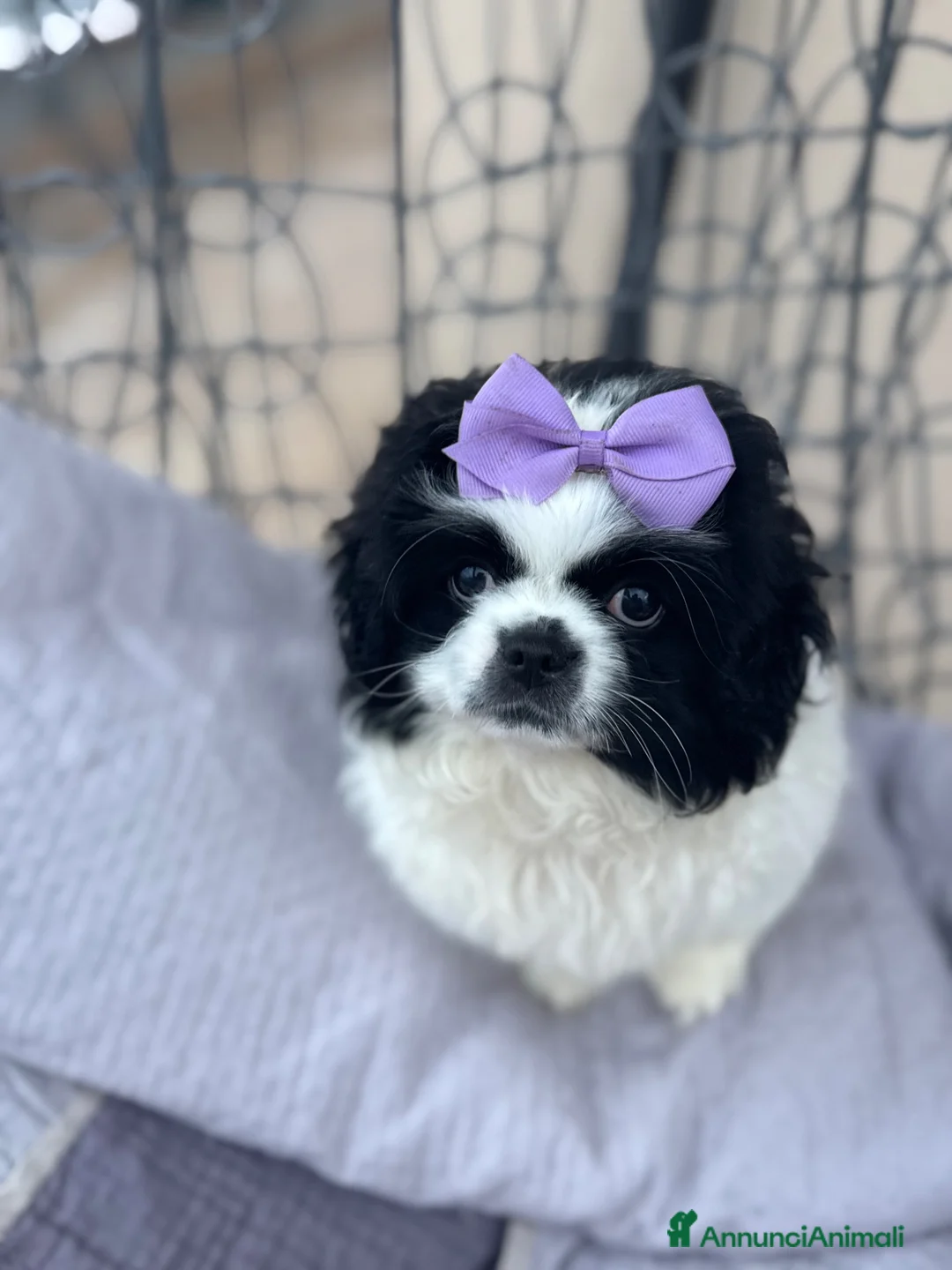 Pechinese cani in vendita: Cucciola femmina pechinese  - Annuncio 1