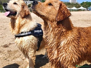 Golden Retriever cani Golden Retriever con pedigree - Alta genealogia - Annuncio 2