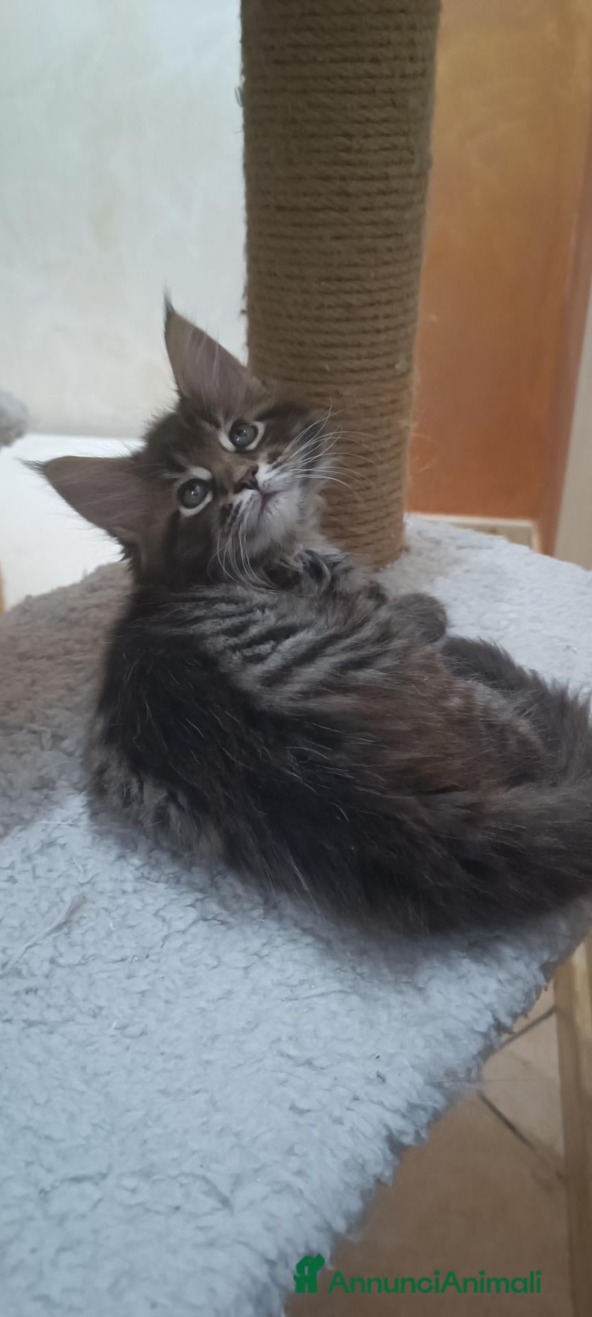 Maine Coon gatti Cuccioli Maine Coon - Annuncio 1