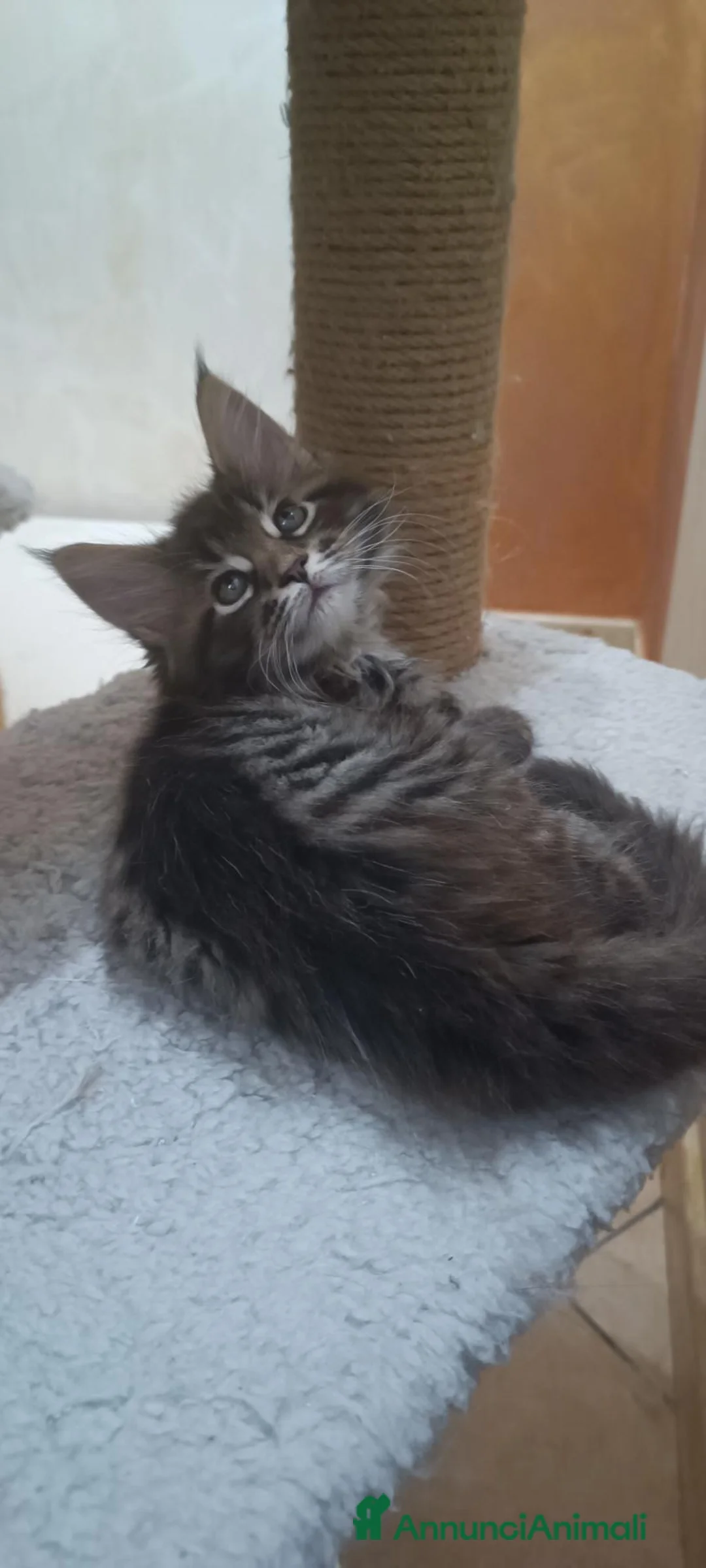 Maine Coon gatti in vendita: Cuccioli Maine Coon - Annuncio 1