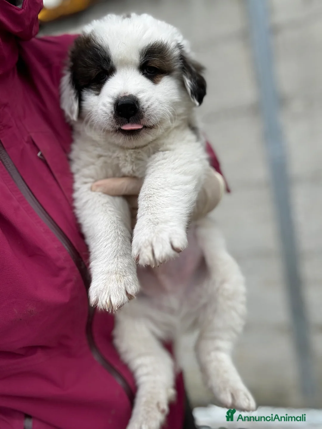 Cane da Montagna dei Pirenei cani in regalo: Cucciolo due mesi taglia gigante  - Annuncio 3