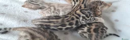 Bengala gatti in vendita: Bengala cuccioli con pedegree - Annuncio 7