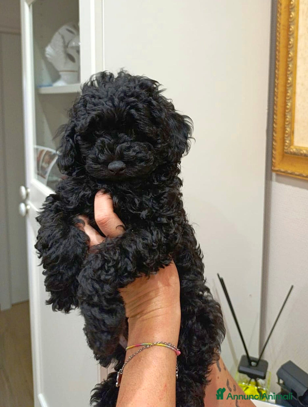 Barbone cani in vendita: Disponibili 2 cuccioli di barboncino - Annuncio 6