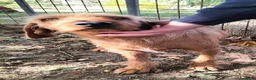 Segugio cani in regalo: DICK segugio senza più una casa a Città Metropolitana di Torino - Annuncio 4