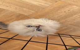 Scottish gatti in vendita: scottish  in vendita a Città Metropolitana di Firenze - Immagine 2