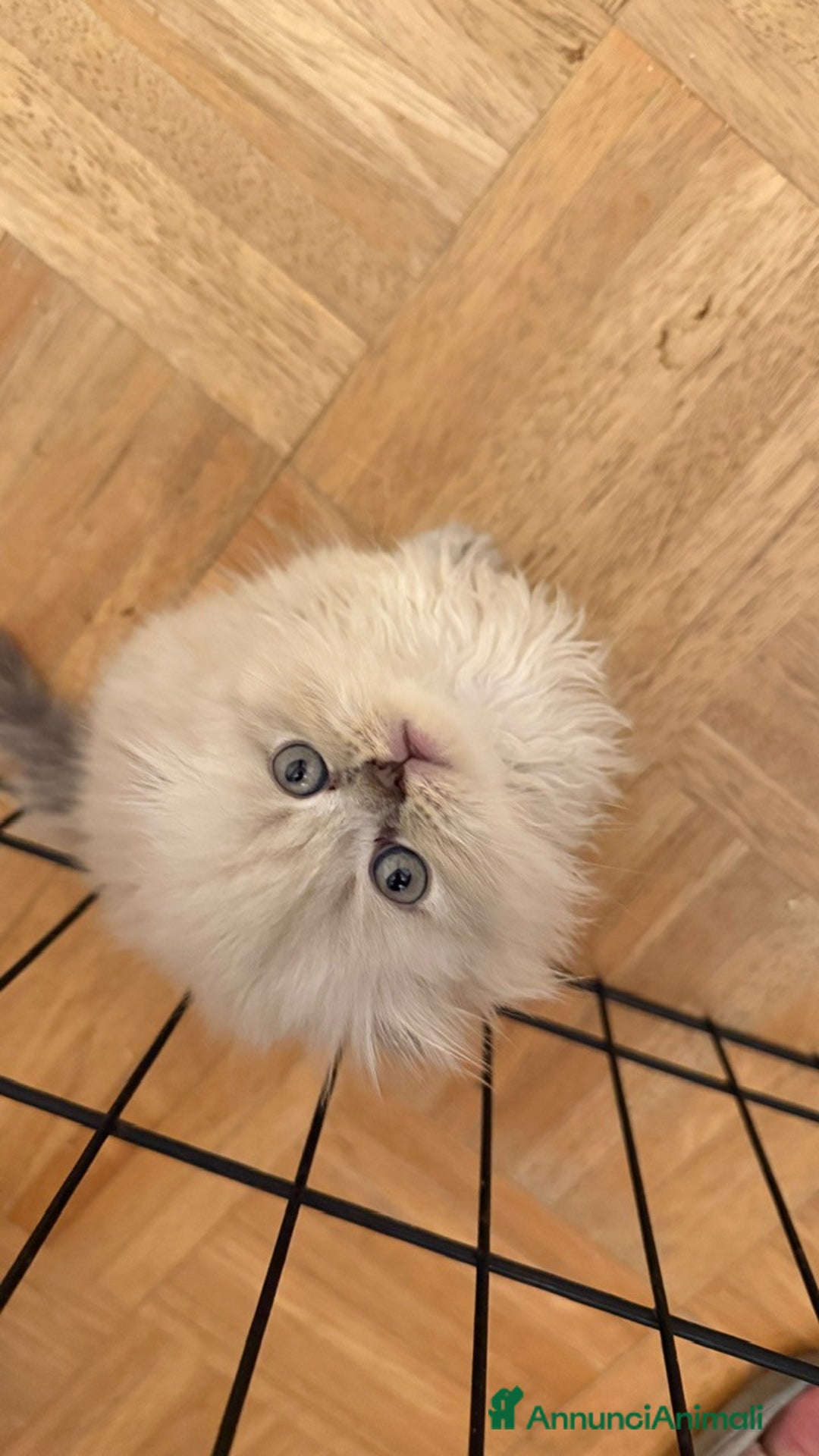 Scottish gatti in vendita: scottish  in vendita a Città Metropolitana di Firenze - Immagine 2