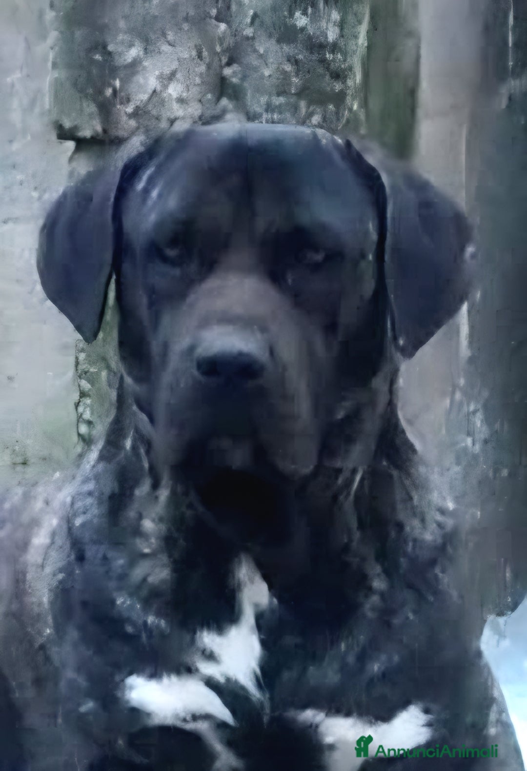 Cane Corso cani in vendita: ​Cane Corso Cuccioli,Pronti per la prenotazione. - Annuncio 1