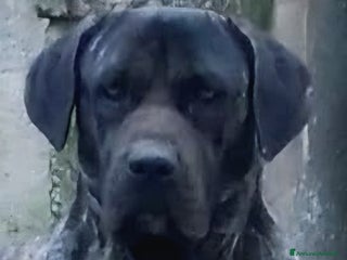Cane Corso cani Cane Corso Cuccioli,Pronti per la prenotazione. - Annuncio 15