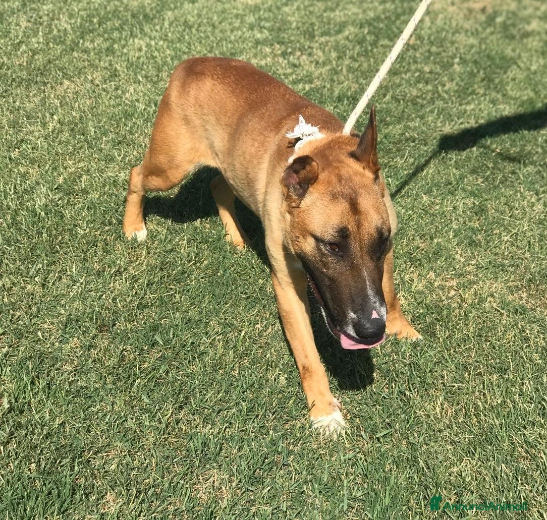 Meticcio cani OHR, mix pastore malinois_ in adozione a Provincia di Latina - Annuncio 2