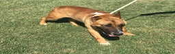 Meticcio cani in regalo: OHR, mix pastore malinois_ in adozione a Provincia di Latina - Annuncio 2