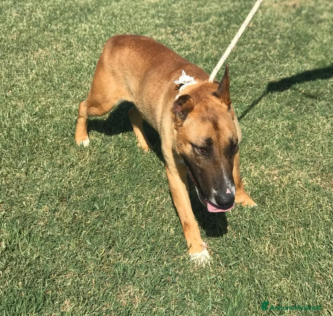 Meticcio cani in regalo: OHR, mix pastore malinois_ in adozione a Provincia di Latina - Annuncio 2