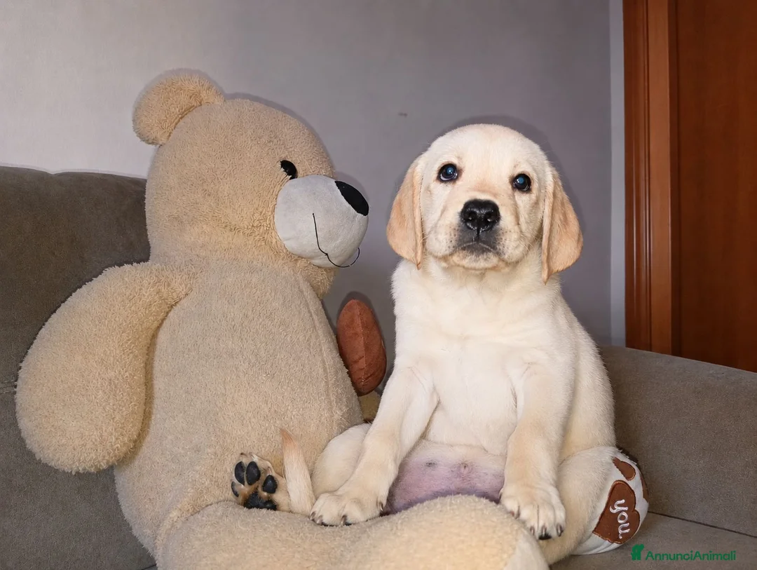 Labrador cani in vendita: Cuccioli Labrador retriever  - Annuncio 2
