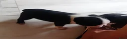 Boston Terrier cani in vendita: Cuccioli di Boston terrier con pedigree  - Annuncio 3