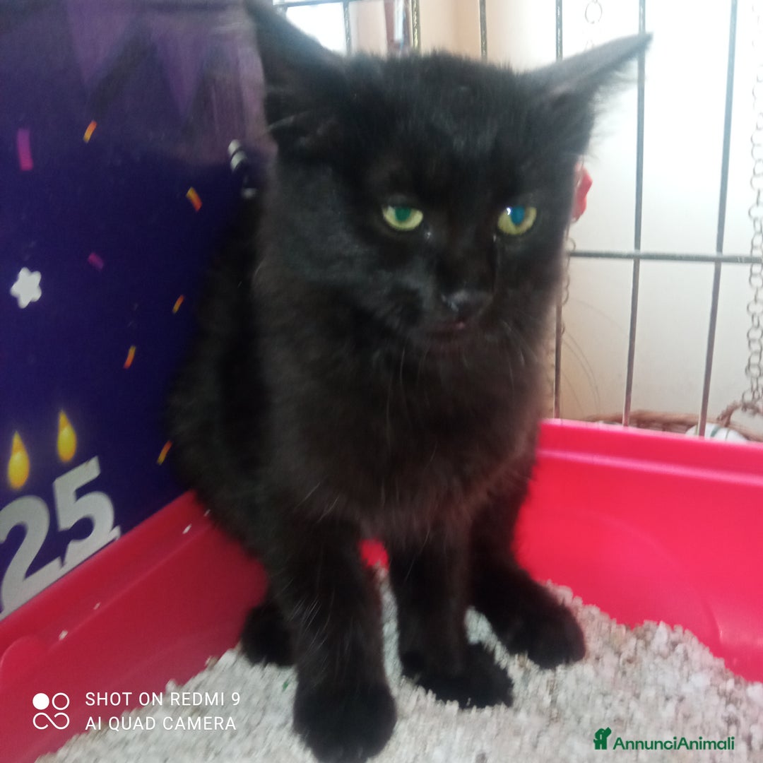Europeo gatti in regalo: Due fratellini cercano casa - Annuncio 3