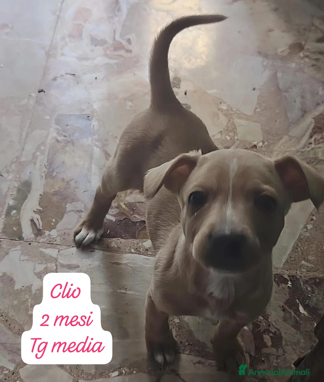 Meticcio cani in regalo: Adotta un cucciolo invisibile - Annuncio 2