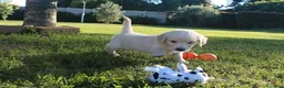 Golden Retriever cani in vendita: Ultimi 2 cuccioli di Golden Retriever con Pedigree - Annuncio 3