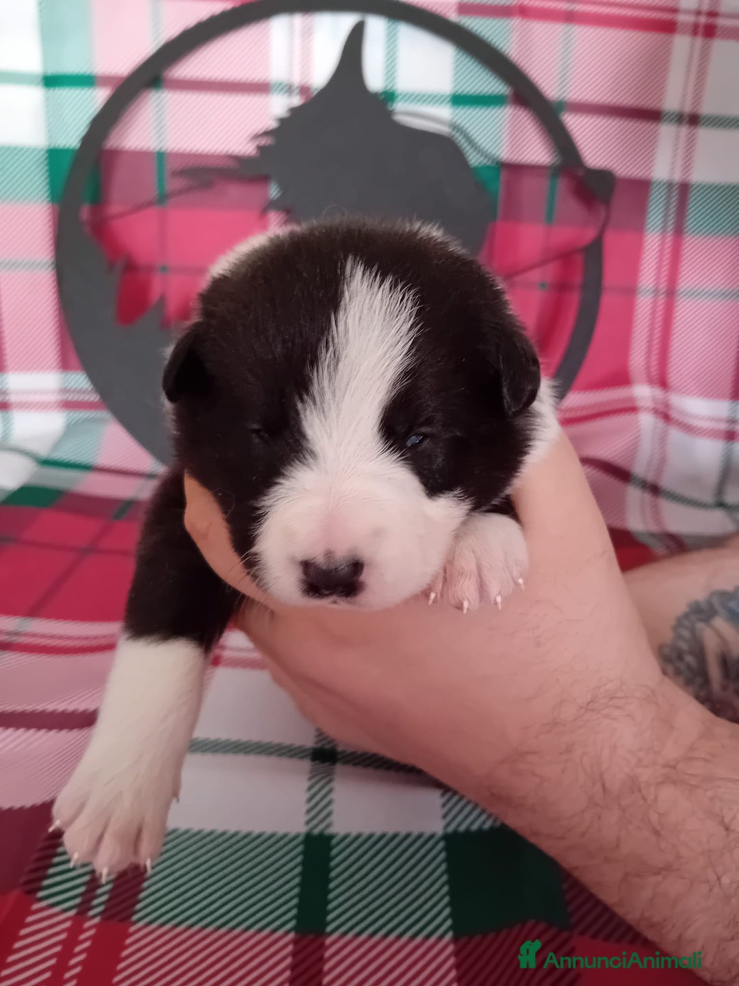 Border Collie cani in vendita: cuccioli border collie  - Annuncio 3