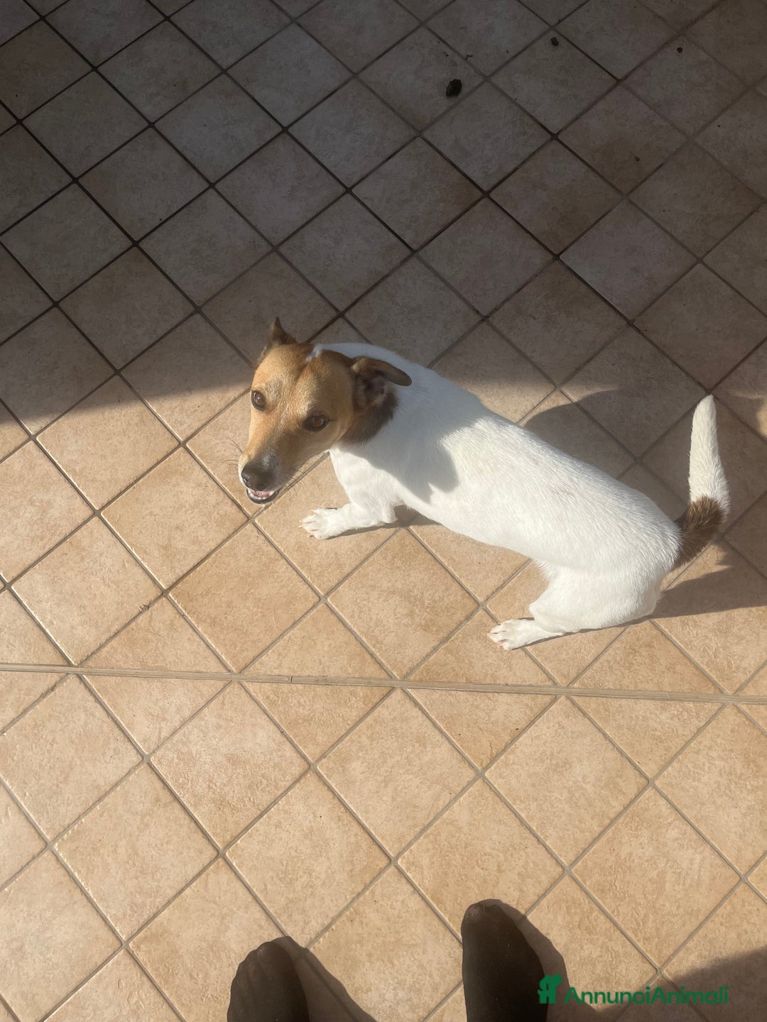 Jack Russell cani in regalo: Jack russel - Annuncio 3