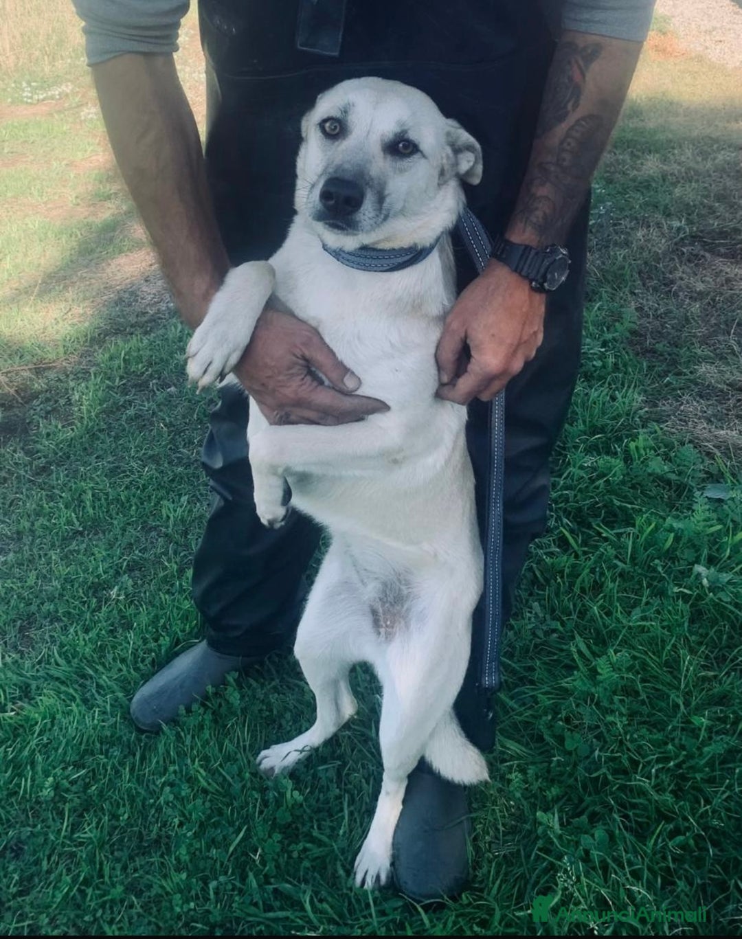 Meticcio cani in regalo: Keila una lupetta dolcissima  - Annuncio 2